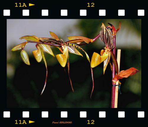  orchidée de Guadeloupe 4