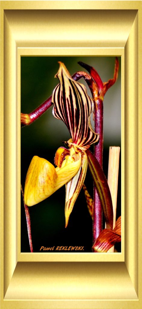  orchidée de Guadeloupe 5