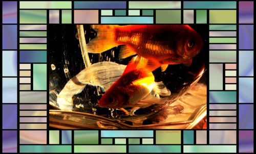 poissons rouge dans bocal  magique  3