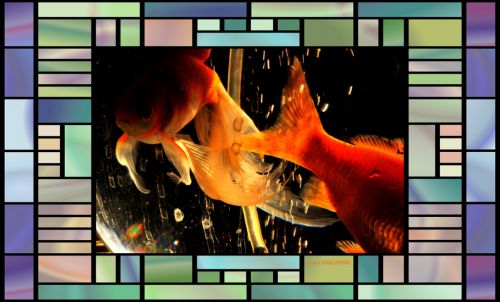 poissons rouge dans bocal  magique  5 