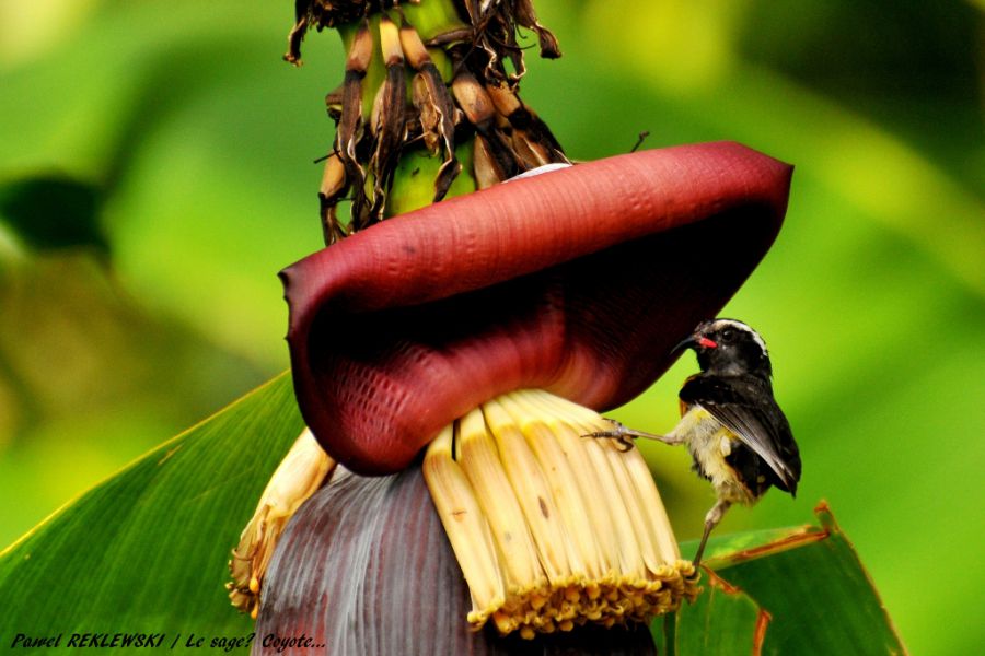 sucrier sur fleur de bananier en Guadeloupe