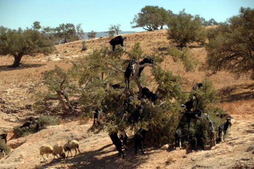 Chèvres dans les arcaniers au Maroc