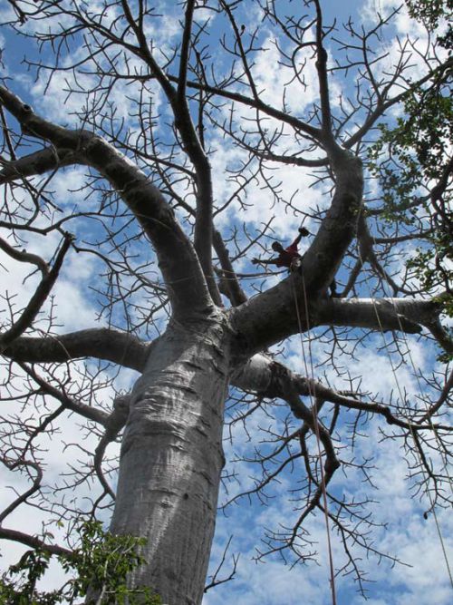 Escalade dans les baobabs