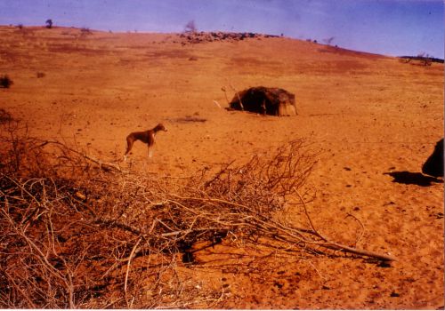 Campement d'Iklan en zone dunaire