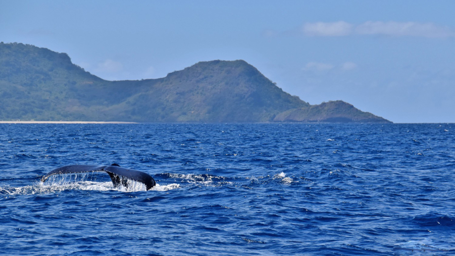 Baleine à bosse - Mayotte (2)