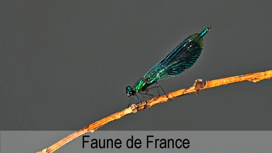 France