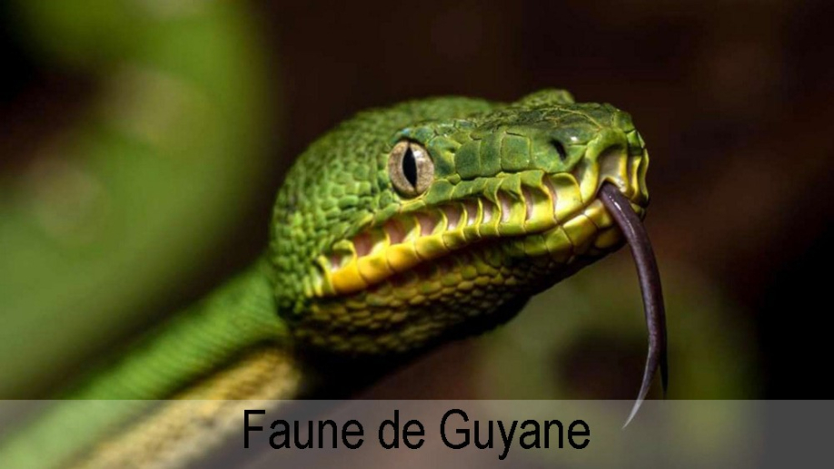 Guyane