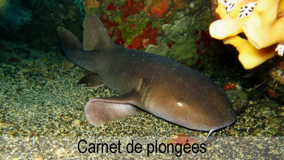 Plongée