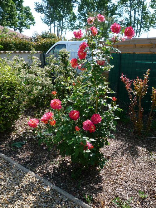 Floraison du rosier