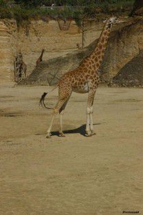 Girafe 1er Mai 2012