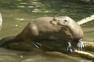 Loutre Géante 1er Mai 2012