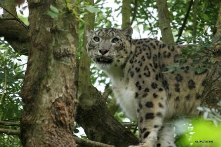 La panthère dans son arbre, elle peut voir en haut l'enclos des lion.