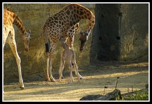 Bébé girafon tète sa mère