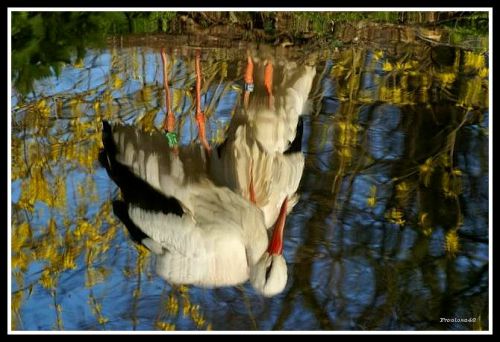 Reflet dans l'eau