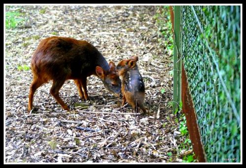 Bébé Pudu du Chili