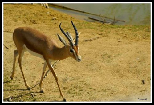 Gazelle Dorcas
