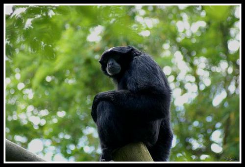 Siamang Assis