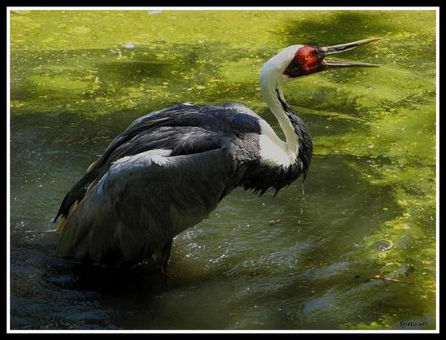 Grue dans l'eau