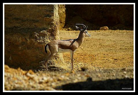 Gazelle Dorcas
