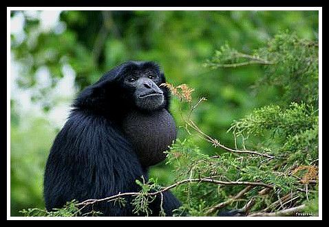 Siamang gorge gonflé