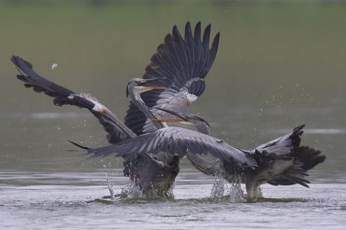 Héron cendré ( Ardea cinerea ) - Grey Heron