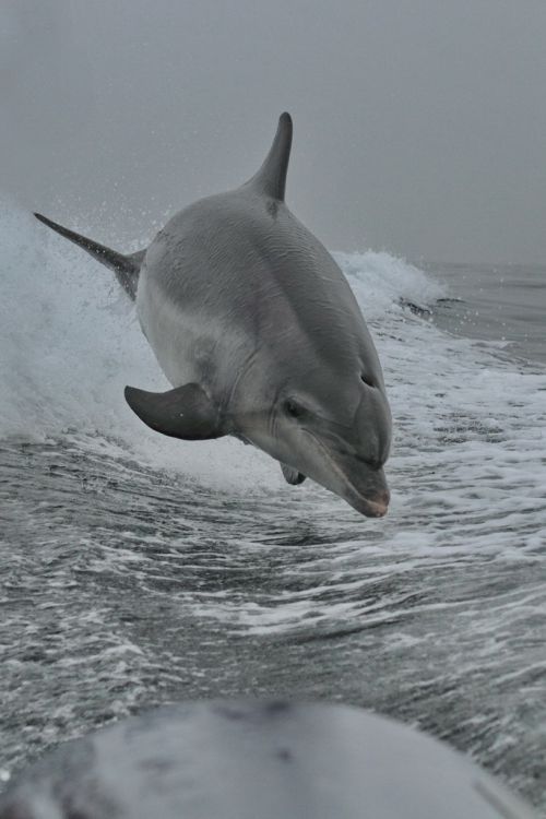 Grand Dauphin ( tursiops truncatus )