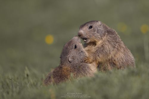 Marmottes des Alpes ( Marmotta marmotta )