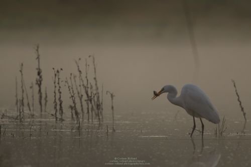 Grande Aigrette ( Ardea alba ) - Western Great Egret