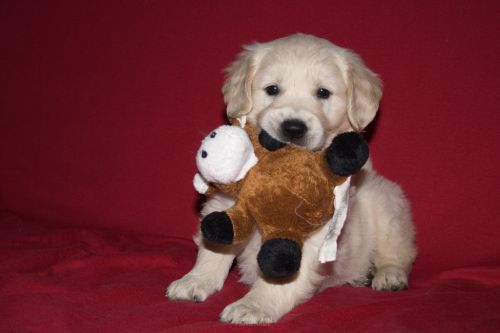 Naïa, chiot golden retriever ( canis lupus familiaris )