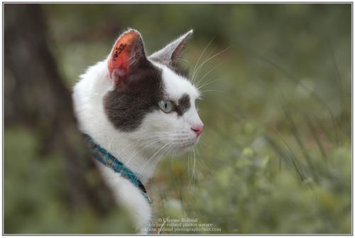 Effy ( felis silvestris catus )