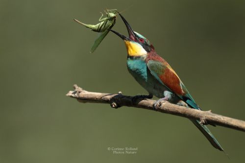 Guêpier d?Europe ( Merops apiaster ) - European Bee-eater