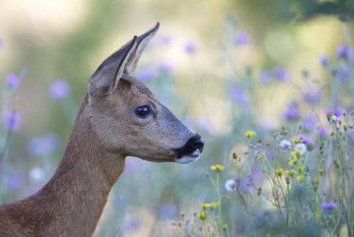 Chevreuil, Brocard ( Capreolus capreolus )