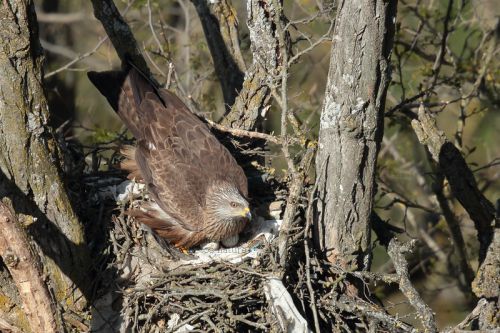 ... Très vite la femelle s'installera sur le nid et pondra de un à trois oeufs, qu'elle couvera avec soin, tout en étant régulièrement remplacé par le mâle, que l'on voit ici sur la photo, pour lui permettre d'aller manger, se dégourdir les ailes ou bien