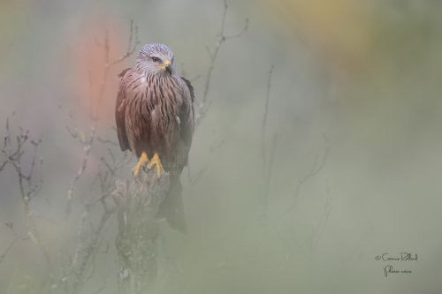 Milan noir ( Milvus migrans )