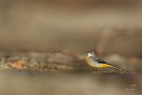 Bergeronnette des ruisseaux ( Motacilla cinerea )