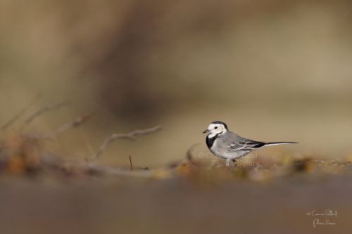 Bergeronnette grise ( Motacilla alba )