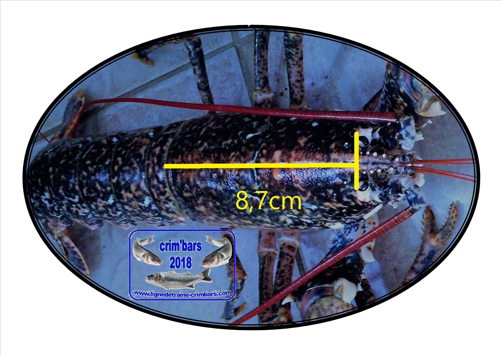 mesurer un homard en Bretagne, en méditerranée c'est différent