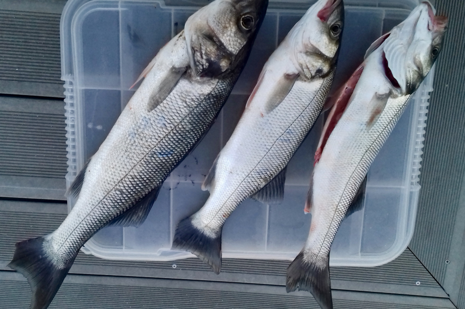 bretagne sud du 48 ème, pêche à la traîne, en photo taille du plus petit 45cm