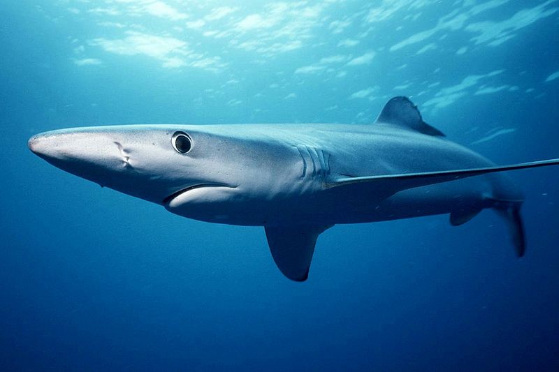 Requin Bleu, Requin Taupe, très présent sur les côtes est certainement impressionnant quand il est à proximité d’un plongeur ou baigneur, mais inofensif et protégé.
