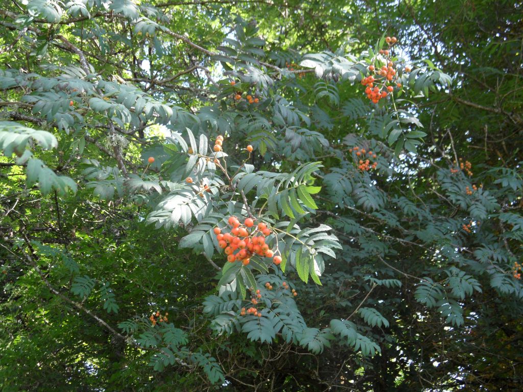 fruit du sorbier des oiseleurs baladojura fruit du sorbier des oiseleurs baladojura