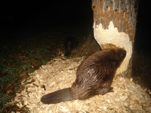 castor photo de jérome Bombois 