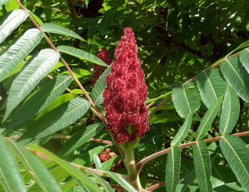 fleur du sumac