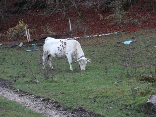 race de vache blanche ( charolaise)