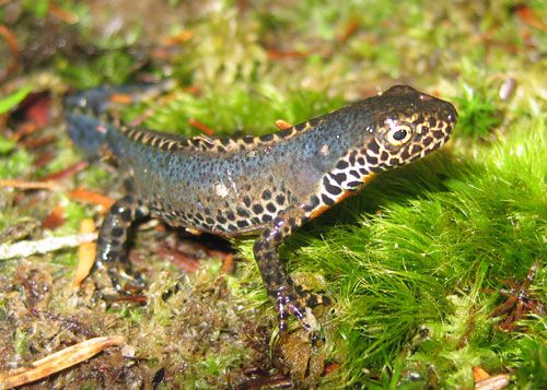 triton alpestre ( photo J R Charton)