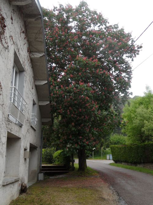 Le Marronnier en fleur rose