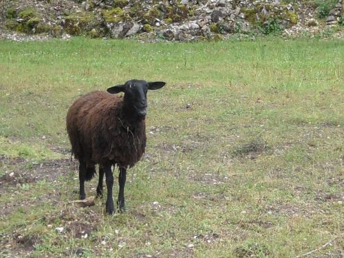 Mouton noir du Velay