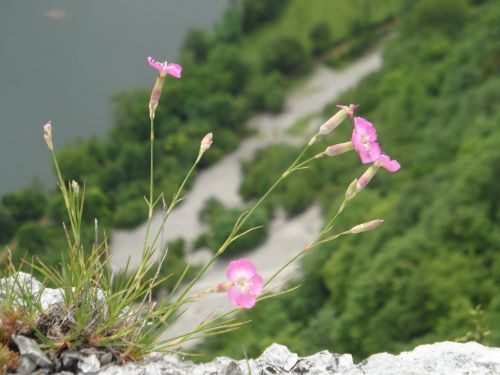 petites fleurs accrochées sur la roche