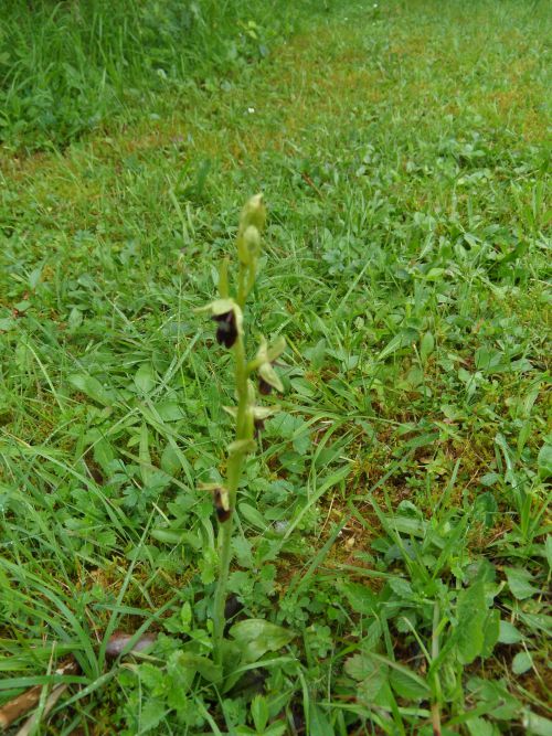 Orchis mouche