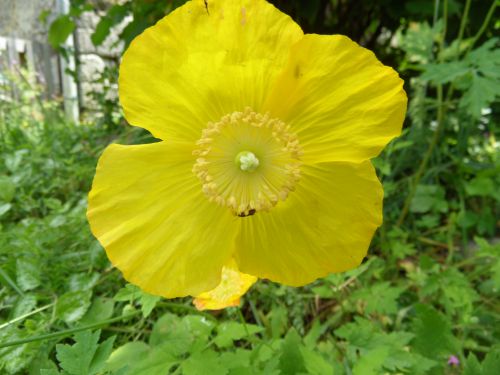 Fleur de pavot jaune dit pays de galles