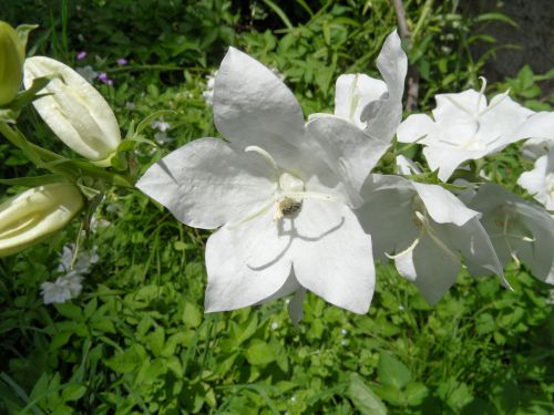 Fleur de Campanule blanche ph de F H